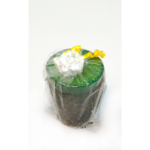 Yerbabuena Cirio Celofan